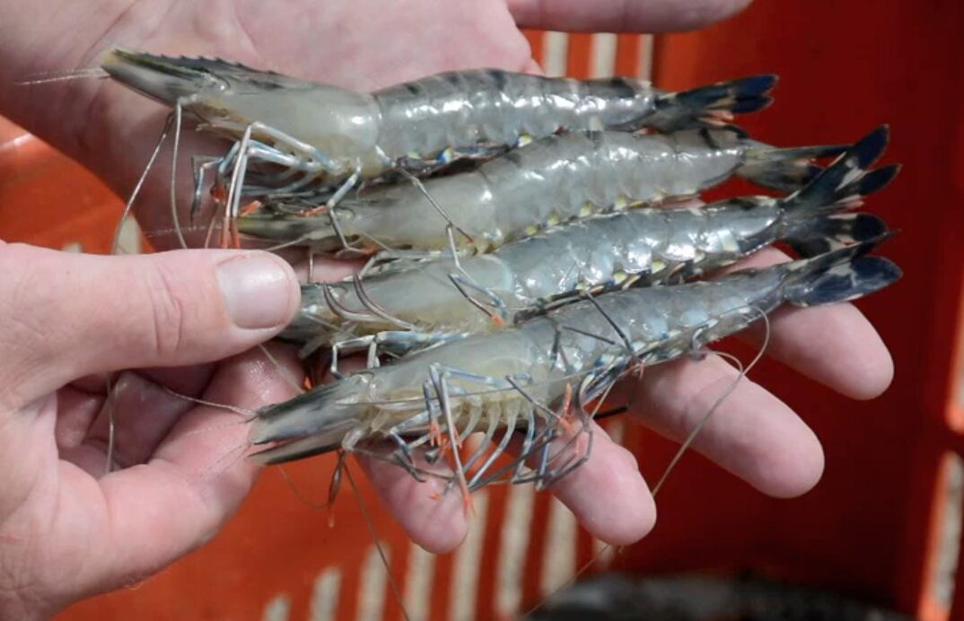FeedNavigator-prawns-kacey-culliney.png