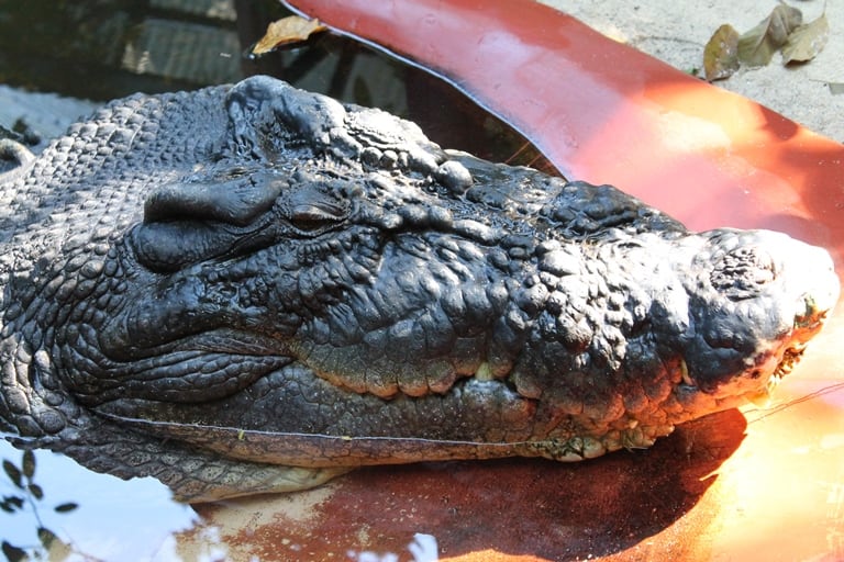 10.croc.jpg