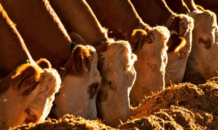 Australian beef exports predicted to rise