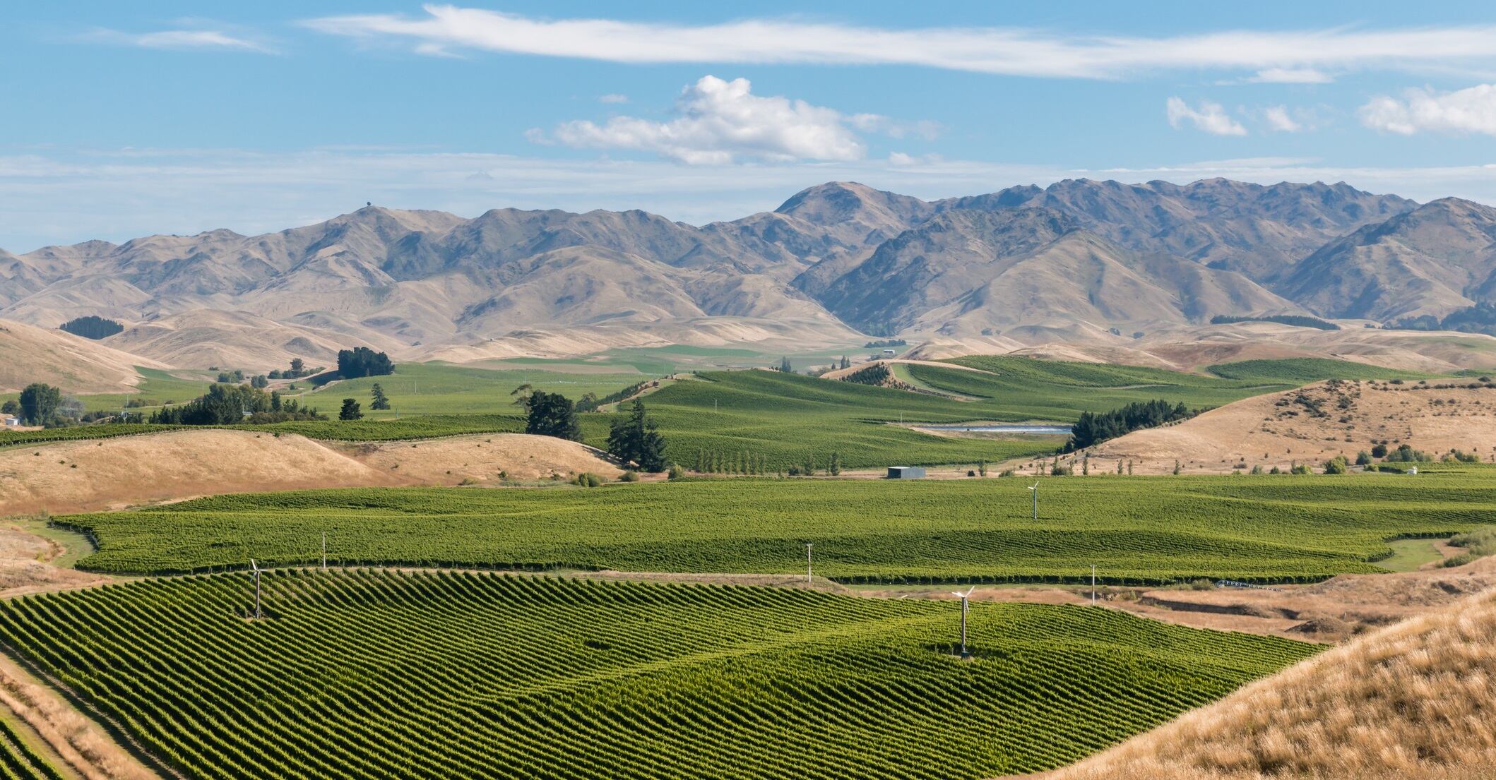 new-zealand-wine-marlborough-getty-patrikstedrak.jpg