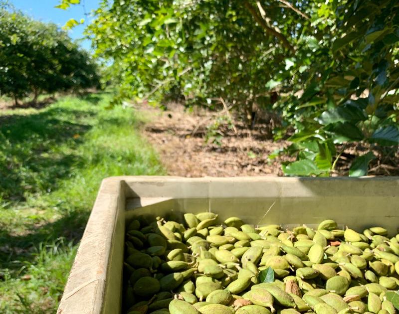 Going carbon-negative: TerViva establishes world-first organic pongamia bean supply chain in India