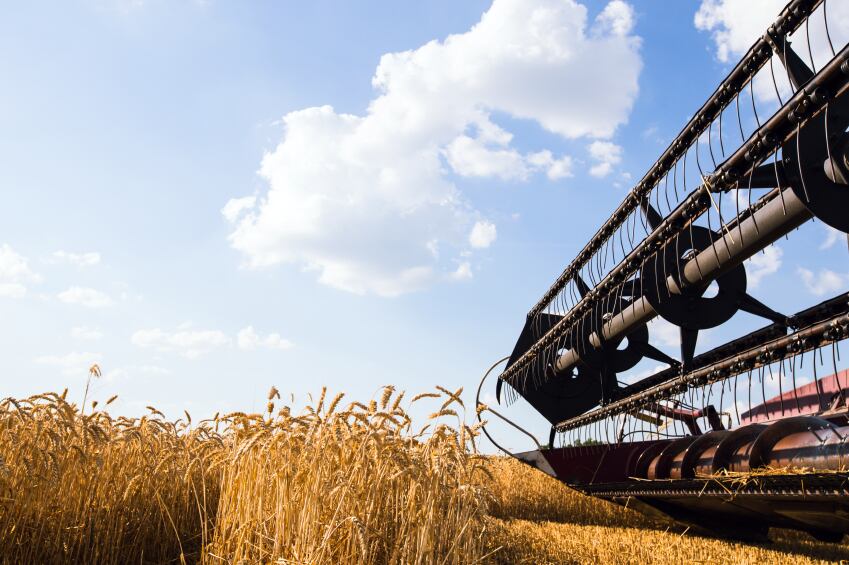 wheat.jpg
