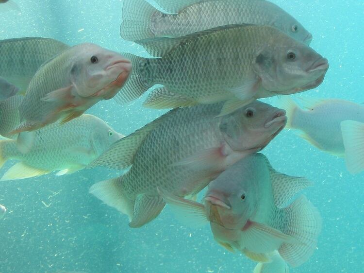 Cultivated seafood start-up targets ‘fleshy’ tilapia species for mass disruption: ‘Our cell-based fish will be better than the original’