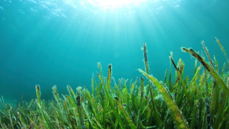 Algal-protein-in-India-Regulations-investments-amongst-challenges-sector-must-overcome-to-realise-huge-potential.jpg