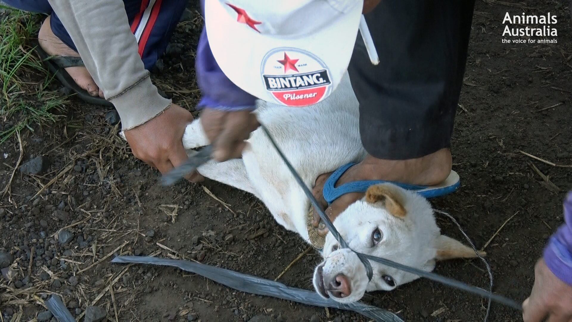Dog-captured-and-mouth-tied-closed.jpg