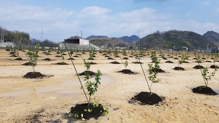 Bitter-sweet-Beverage-giant-Pokka-Sapporo-strives-to-revitalise-Japan-s-lemon-production.jpg