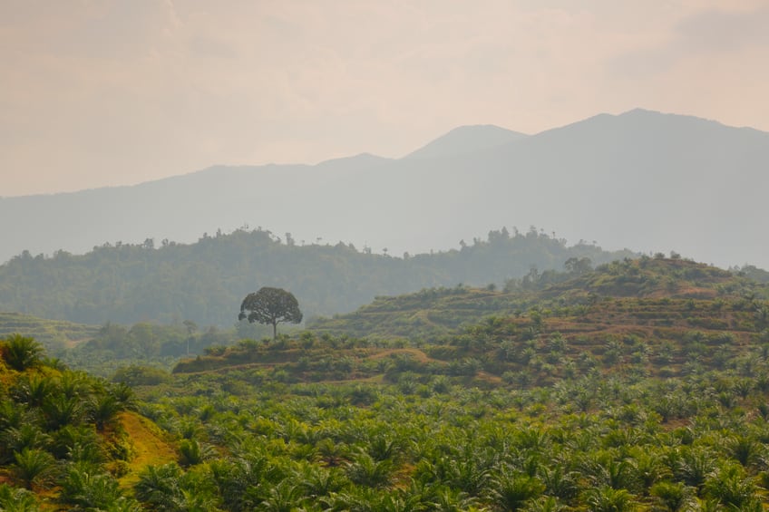 ‘We are in 2019, we don’t have time’: Nestlé’s ‘call to arms’ on deforestation