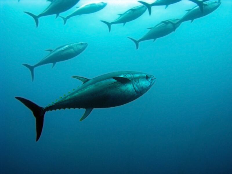 tuna.jpg