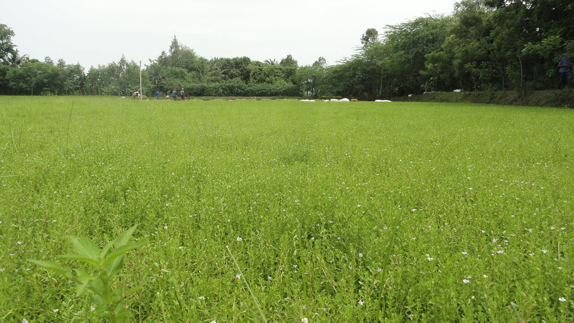 Bacopa-field-Natural-Remedies.jpg