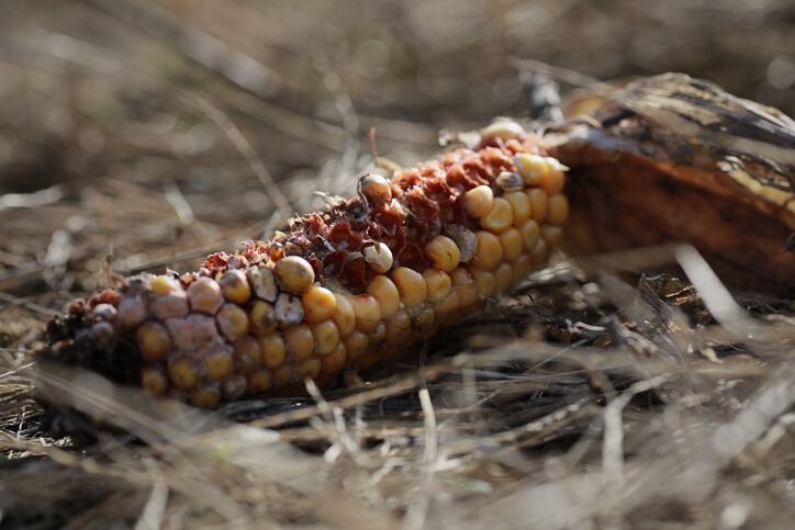 COVID-19, conflict and climate factors drive Yemen on the brink of famine; Lebanon and Syria very food insecure 