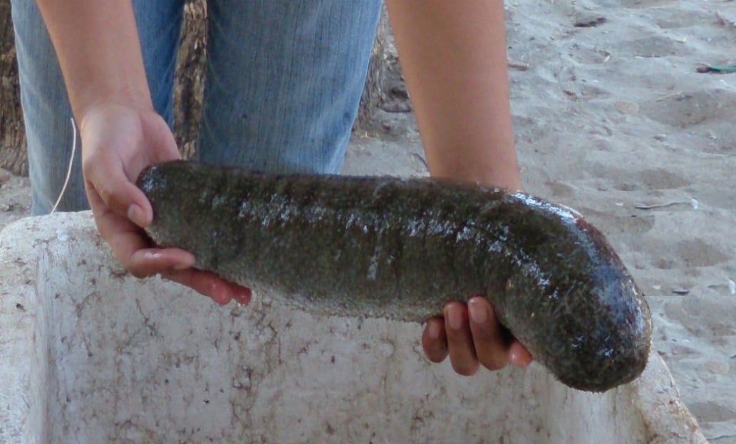 Sustainable sea cucumber: How Singapore’s The Aquaculture Group will responsibly harvest 50,000 this year