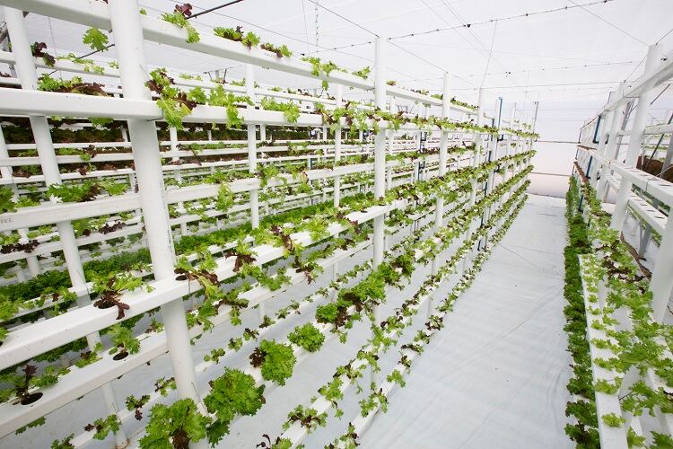 vertical-farming-LouisHiemstra.jpg