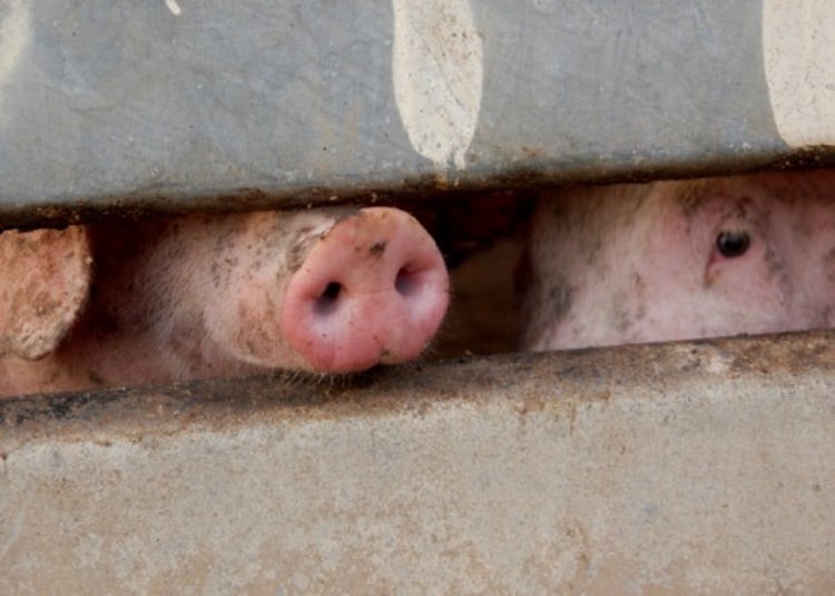 Asian ASF pig cull reaches five million