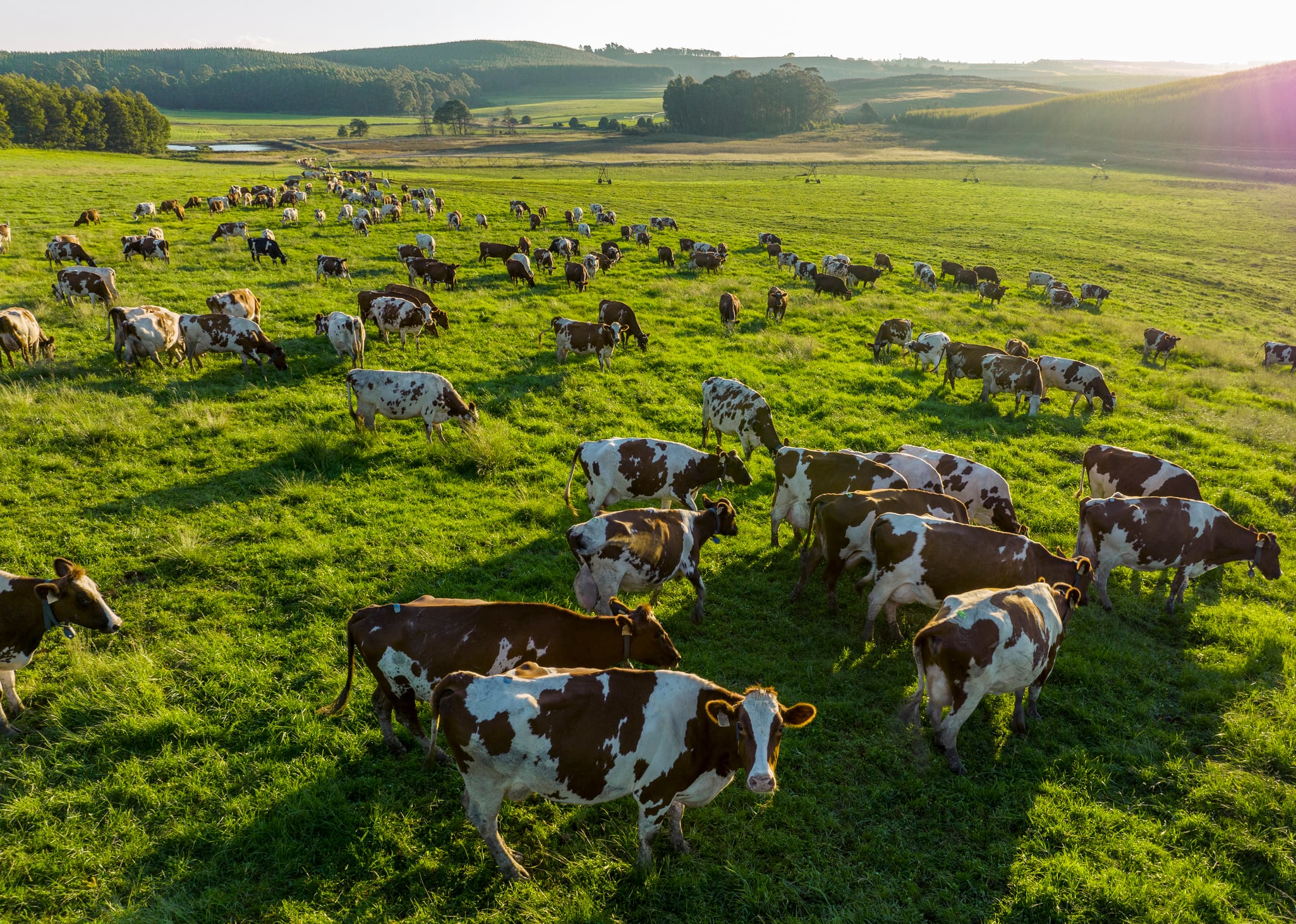 Dairy farming is a class of agriculture for long-term production of milk, which is processed for eventual sale of a dairy product