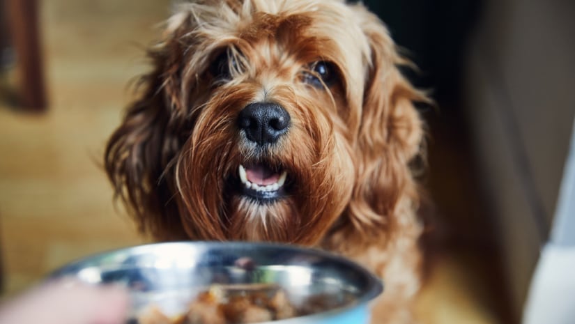 Performance pet food