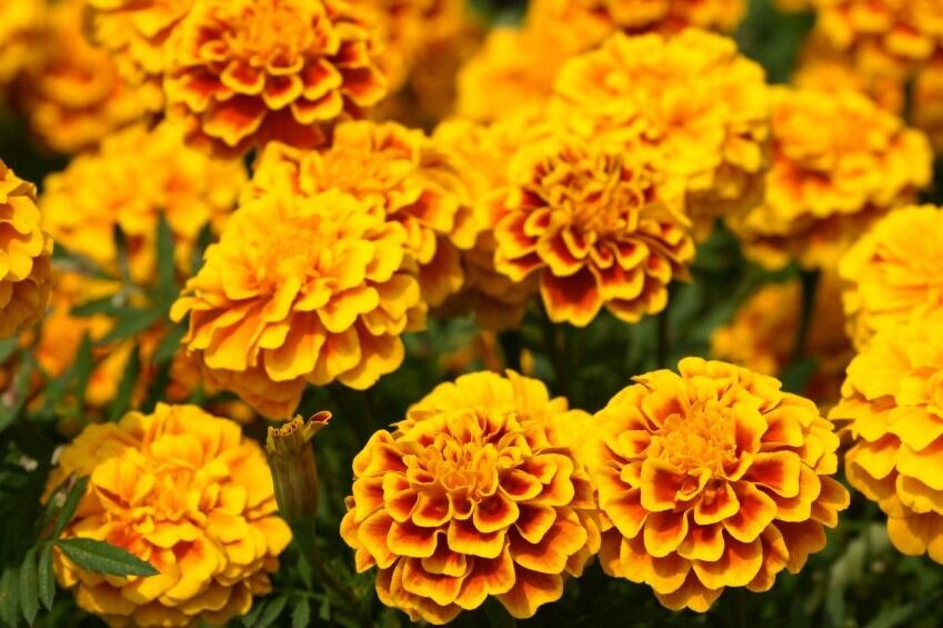 Marigold.jpg