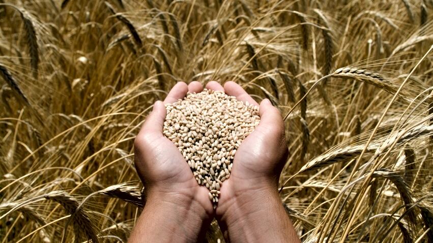 Grain.jpg