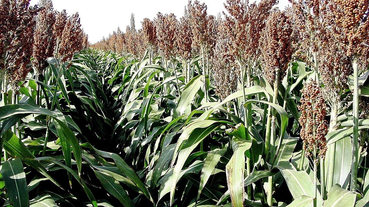 Sorghum.jpg