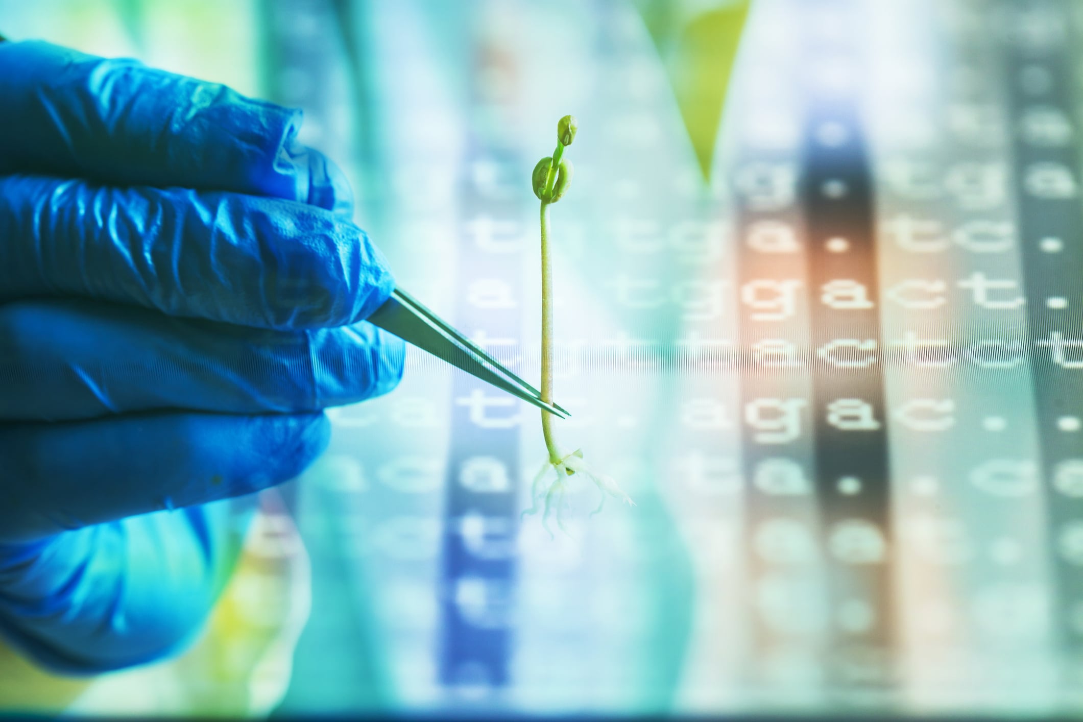Green bean sapling in lab with color coded DNA