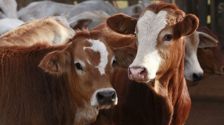 New Zealand to invest $49m into greenhouse gas research