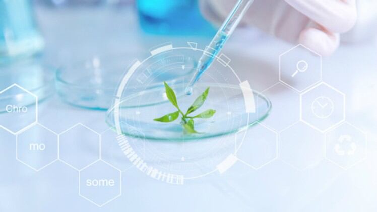 Science Shorts: Microalgae for functional foods, eco-friendly plastic discovery, plant essential oils as preservative and more in our round up