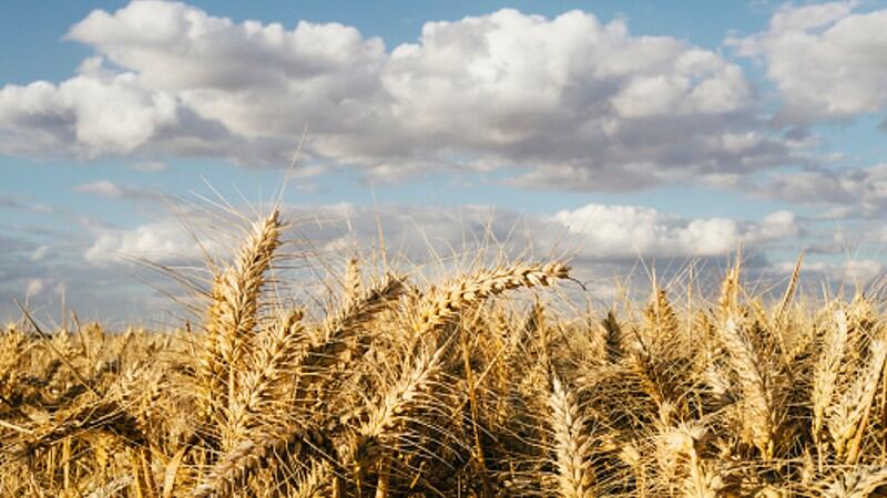 South-Korea-launches-new-strategy-to-boost-domestic-wheat-self-sufficiency-rates.jpg