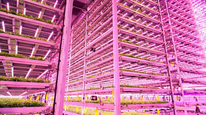 Salad superstars: New precision nutrition technology breathing new life into hydroponic vegetables sector – industry experts