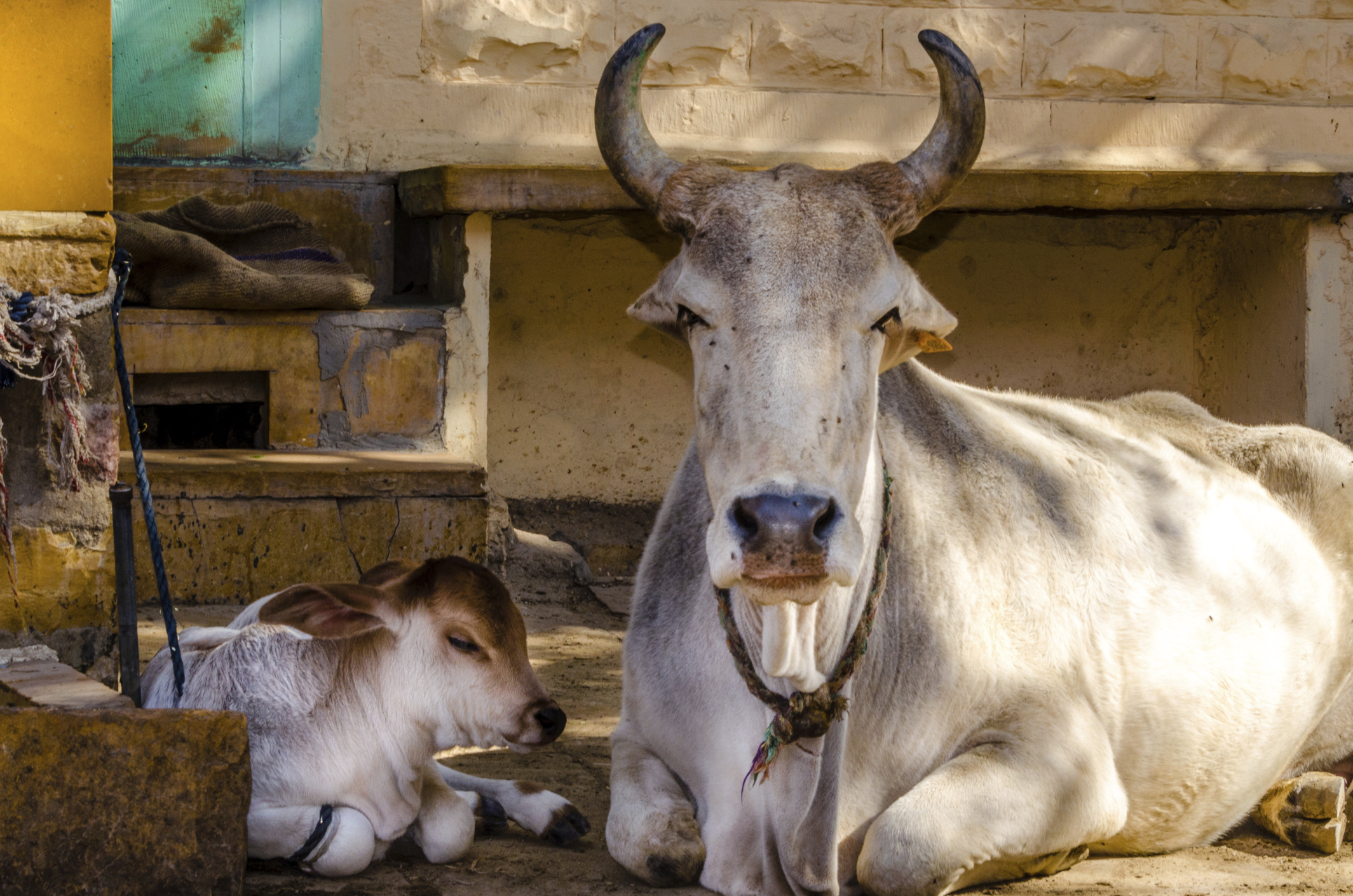 Haryana, India enacts a new cow protection law that bans sale of beef