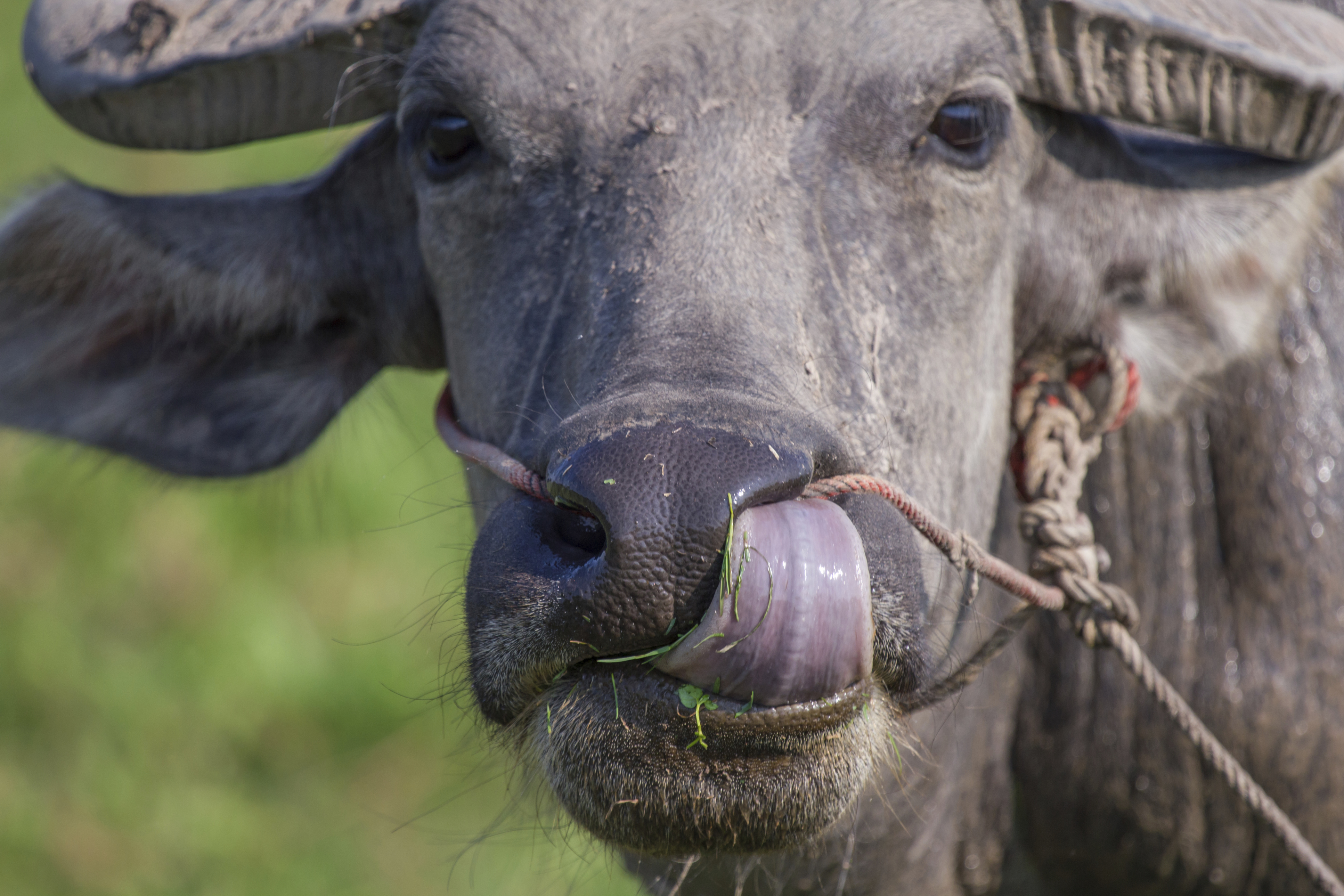 India buffalo meat exports on the rise