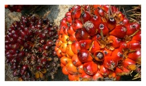 Wilmar has taken action to secure sustainable supply of palm oil fruit, it says