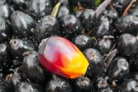 palm oil fruit black