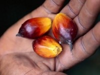 Unilever-palm-oil