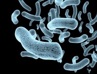 Jezperklauzen bacteria istock