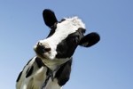 cow-istock-Lise Gagne