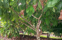 The cacoa trees use trellis wires control branch growth - source Queensland Gov 2010 study