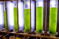 algae bioreactor