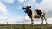 cattle eco green  bearacreative