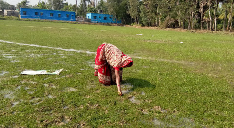 woman tending to bacopa field