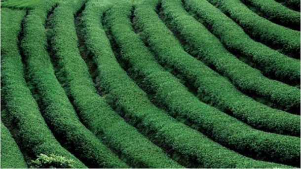 China: Jasmine and tea culture system, Fuzhou City