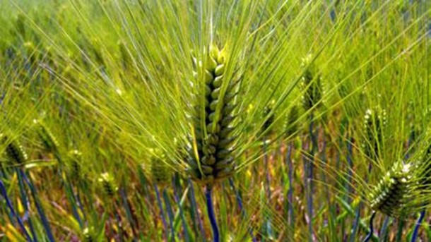 Anjeunbaengi wheat