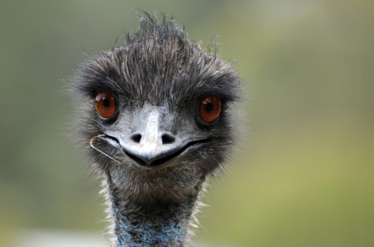 Emu oil not immune to Romanian powers 