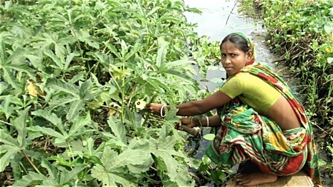 4. Floating garden agricultural practices, Bangladesh