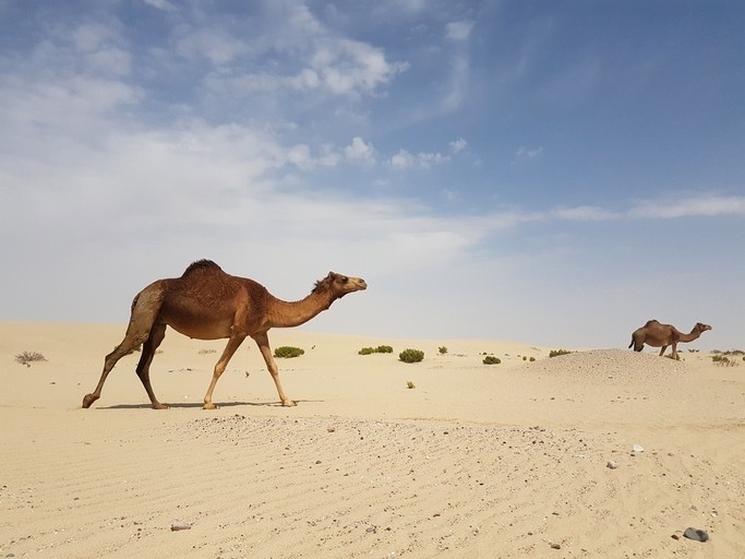 Overcoming the humps: How novel packaging and processing tech can make camel meat more palatable