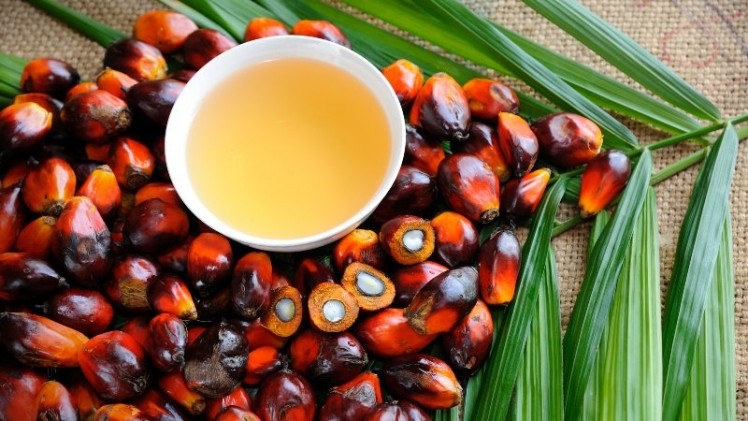 Palm oil attacks? Why EU's latest sustainability plans risk alienating Indonesia amid free trade talks