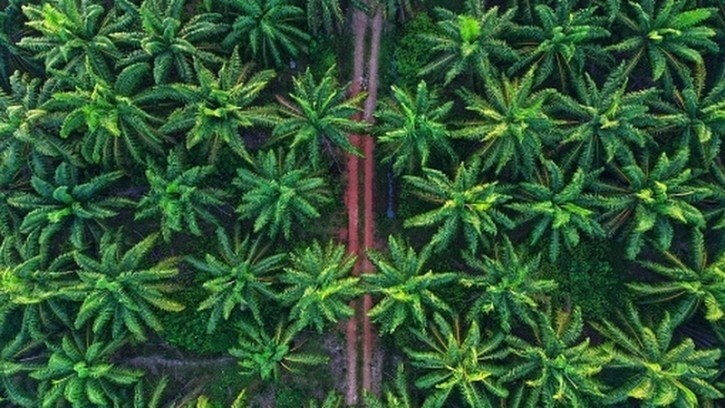 Palm oil replacement ‘not the answer’: Nestle taps satellite tech for sustainability amid EU Deforestation Regulation debate