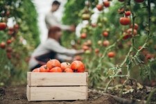 Food firms make 'more promises than progress' on regenerative agriculture, according to FAIRR