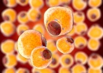 GettyImages - Fat Cells from adipose tissue / Pavel_Chag