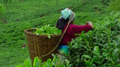 India’s tea industry gets a new code