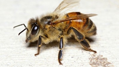 Oz scientists tag bees in first such study into crop pollination 