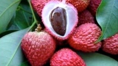 Lychees to blame for hundreds of mysterious child deaths in Bihar
